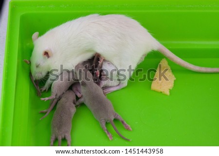 The concept of family. Mother rat feeds her children. Mouse cubs suck mother's milk. Decorative home rodents close-up.