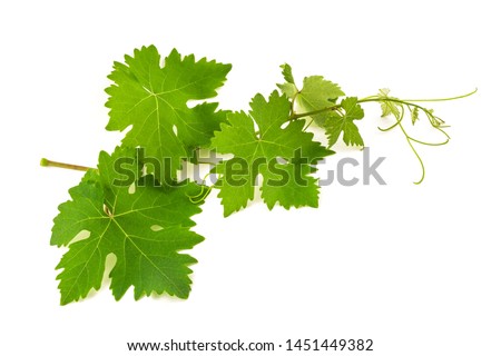 Vine shoot isolated on white background Royalty-Free Stock Photo #1451449382