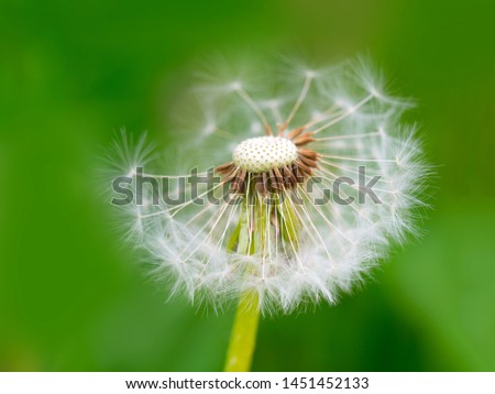 White fluffy dandelion on a soft creamy green background. Summer time concept. Close up view, selective focus image