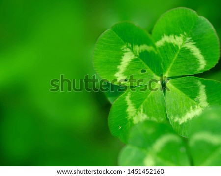 Four leaf clover in green grass. Natural green background, closeup with space for text