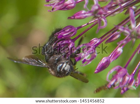 A large insect on a small purple flower collects nectar.