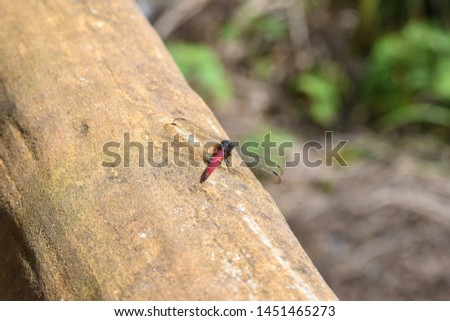 Orthetrum pruinosum neglectum (Dragonfly) in Okinawa,Japan