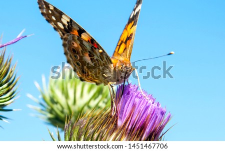Bright butterfly on a purple prickly flower. Breakfast on a sunny morning.