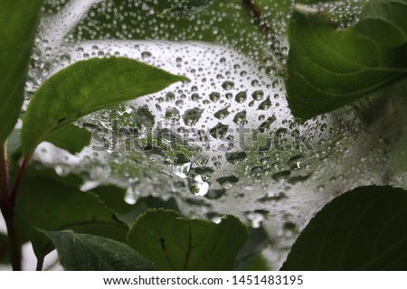 Cobweb of the rainy day