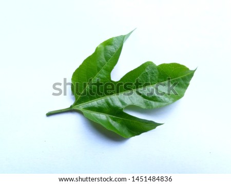 Tropical green leaf isolated on white background, calladium leaf.