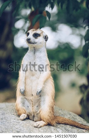 Meerkat stands on the rock to see his friends