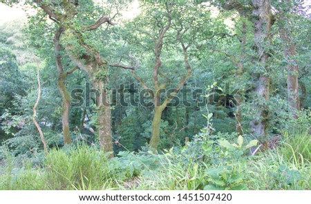 dunmere woods - Cornwall - UK