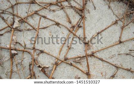 closeup​ concrete wall with dried wood roots.  