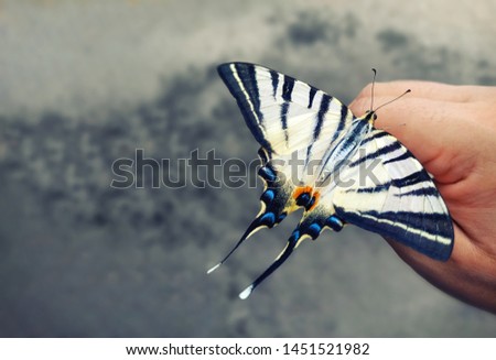 Swallowtail butterfly sitting on his hand. Beautiful insects. Gray blurred background. Nature protection concept. Papilio machaon. Free space for text.