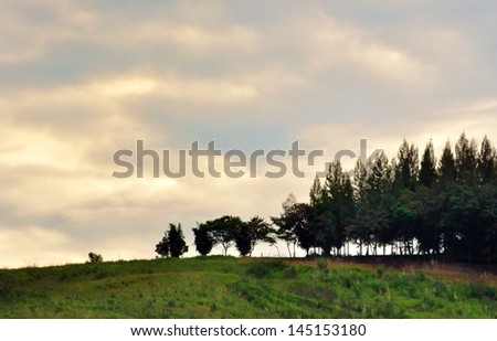 Scenic silhouetted pine tree on the hill