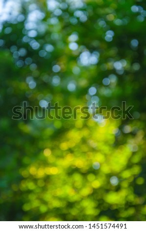 Natural green foliage and sun rays bokeh background