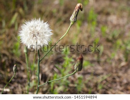 dandelion white, furry  with a closed yellow bud and a spider web