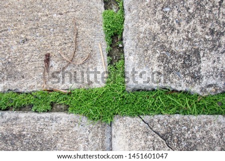  Plants that grow between the cement floor