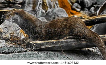 Eurasian otter on the beam in its enclosure. Latin name - Lutra lutra
