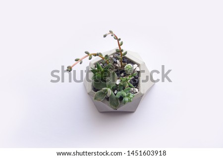 Original white banner. Mini garden of succulents and cacti in a concrete pot. Isolated flowersin pot. Top view. Handmade concrete pot gray cement for small seedlings. Interior decoration in loft style