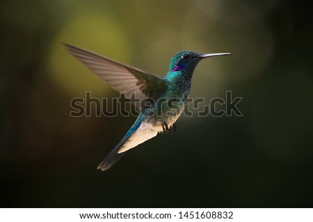 Colibri serrirostris, Beija flor de orelha violeta hummingbird from Mata Atlantica Brazil