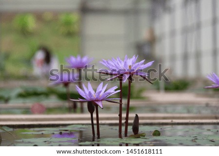 Purple water lily flower blooming in the lotus pond