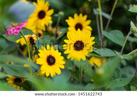 Sunflowers in a beautiful garden, summer time