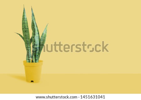 Beautiful sansevieria plant in pot on yellow table