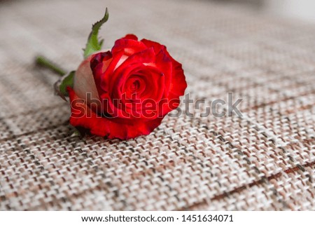 Red rose on sand canvas