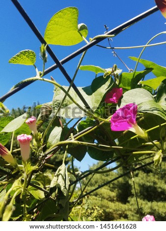 Close-Up of Flowers on a Vine