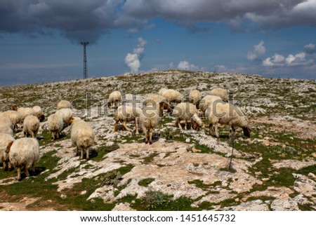 
the sheep grazing in spring