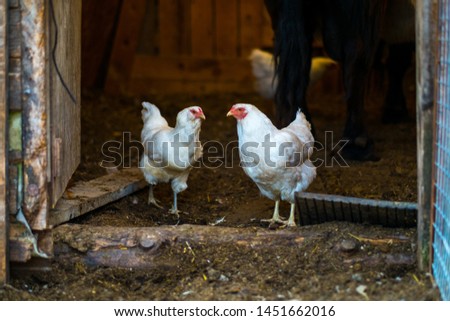 Two White Chickens Getting Out of the Old Aged Barn Door