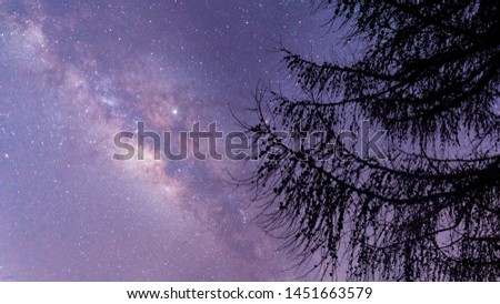 Panorama view of universe space shot of nebula and milky way galaxy with stars on blue night sky. Beautiful scene of silhouette of lonely high old pine tree on the hill under amazing starry night sky