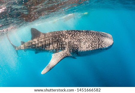 Giant Whale Shark swimming peacefully in open ocean