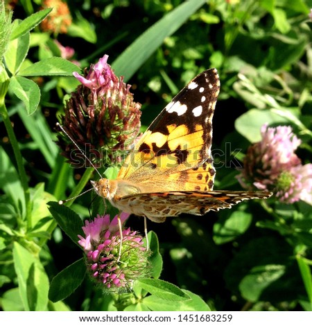 Macro photo nature Vanessa atalanta butterfly sitting on a clover flower. Background blooming red clover and butterfly. An image of a butterfly sitting on a clover