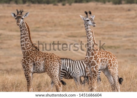 Giraffes walking in savanna at day light in Maasai Mara, Africa