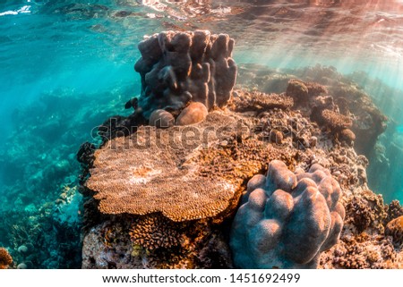 Coral Reef in shallow water, golden afternoon light rays shining through the surface