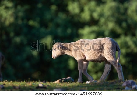 lamb walking in the field