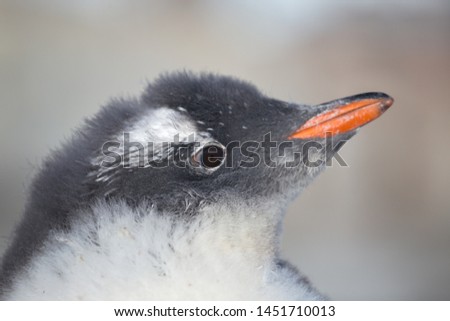 Chicks penguin Gentoo. Baby penguin portrait in Antarctic region, Argentine islands.