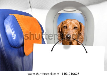 dachshund dog holding white copy space paper in mouth inside airplane window cabin seat background side closeup view of animal pet face and empty blank letter design template mockup photo