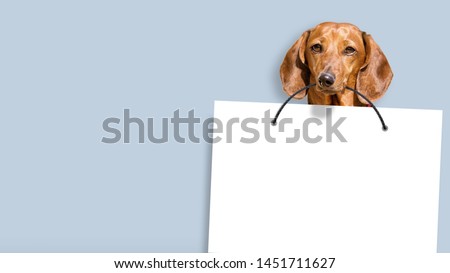dachshund dog holding white copy space paper in mouth against blue paint wall background front closeup view of animal pet face portrait and empty blank letter design template mockup wide photo