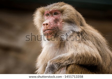 raincoat baboon in the nature
