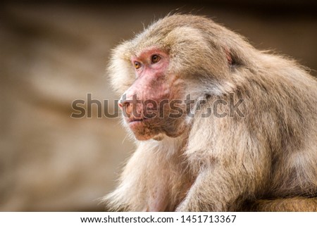 raincoat baboon in the nature