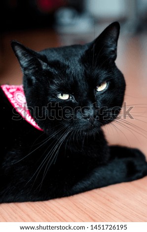 Black Cat Yellow Eyes. Pet