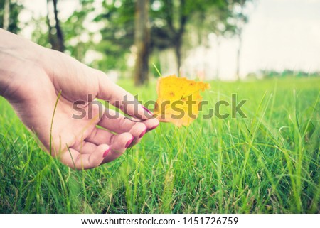 Woman shows yellowed leaf, girl's hand, close up, toned