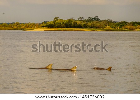  A Pod of Dolphins Cruising the Edisto River off Seabrook Island Royalty-Free Stock Photo #1451736002