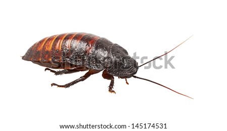 Madagascar hissing cockroach isolated on white background 