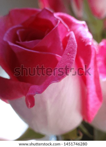 Upclose photo of gorgeous pink & white rose with petal details.