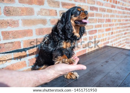 A friendly Cavalier King Charles Spaniel dog offers her paw for a shake, showing off her long, thick fur, which the breed is known for. The dog is in focus.