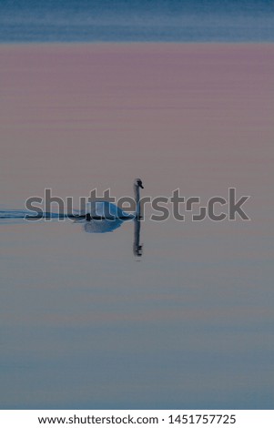 Swan sliding through calm water in the evening sun on the island of Gotland in the Baltic Sea.