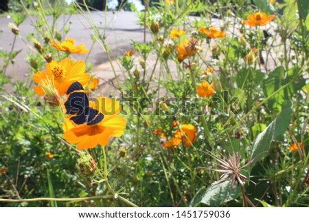 Flowers in orange color with orange and black butterfly. Beautiful and colorful garden.
