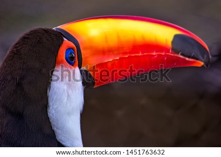 Photo of a Ramphastos toco aka Tucano-toco, typical bird of the tropical rainforests of South America