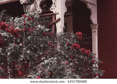 red roses bush next to the european style wooden house