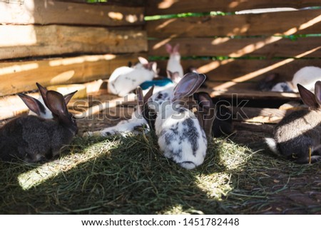 Breeding a large group of rabbits in a small shed