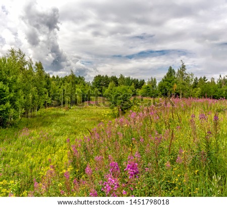 Summer landscape cloudy sky and blooming Ivan-tea in the Leningrad region. 